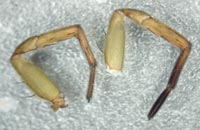 Trochosa robusta