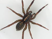 Trochosa spinipalpis --> anklicken zum vergrössern (click to enlarge)