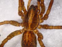 Trochosa spinipalpis --> anklicken zum vergrössern (click to enlarge)