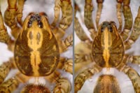 Trochosa terricola
