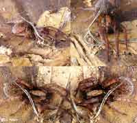 Trochosa terricola