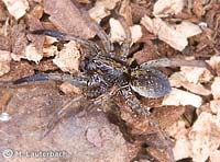 Trochosa terricola