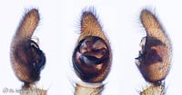 Trochosa terricola