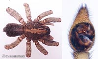 Trochosa terricola