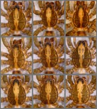 Trochosa terricola