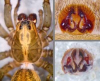 Trochosa terricola