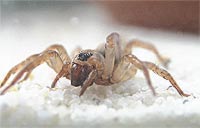 Trochosa terricola