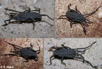Trogulus martensi
