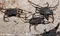 Trogulus martensi