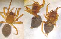 Troxochrus nasutus