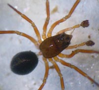 Troxochrus nasutus