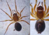 Troxochrus nasutus