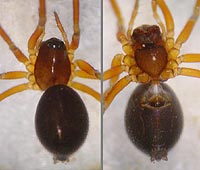Troxochrus nasutus