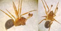Troxochrus nasutus