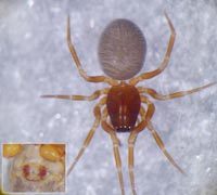 Troxochrus scabriculus