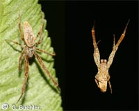 Uloborus plumipes