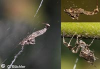 Uloborus plumipes