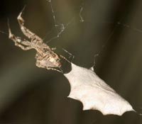 Uloborus plumipes