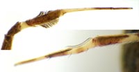 Uloborus plumipes