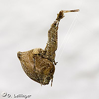 Uloborus plumipes