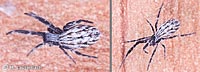 Uloborus walckenaerius