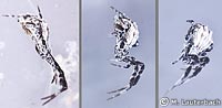 Uloborus walckenaerius