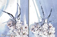 Uloborus walckenaerius
