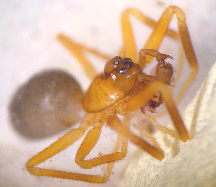 Fotogalerie Arachnida