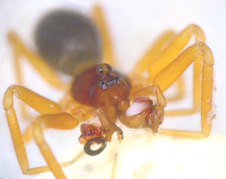 Fotogalerie Arachnida