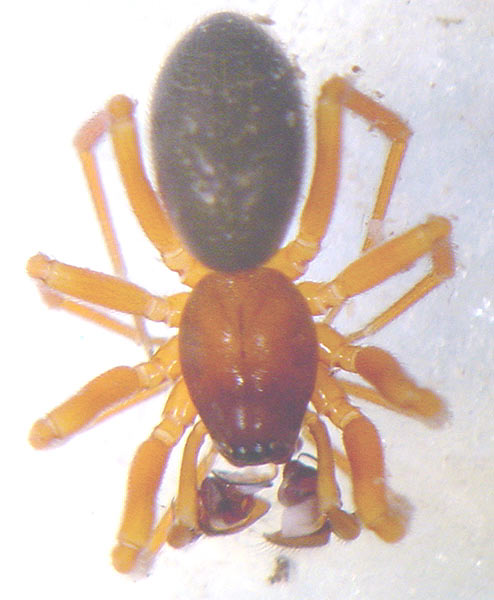 Fotogalerie Arachnida