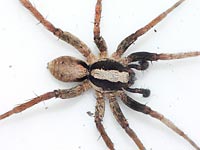 Xerolycosa nemoralis