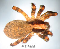 Xerolycosa nemoralis