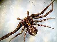 Xysticus acerbus