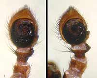 Xysticus acerbus