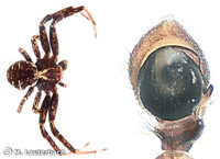 Xysticus acerbus