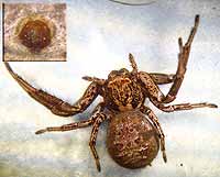 Xysticus acerbus