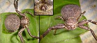 Xysticus acerbus