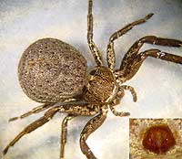 Xysticus acerbus