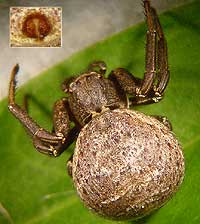 Xysticus acerbus