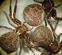 Xysticus acerbus