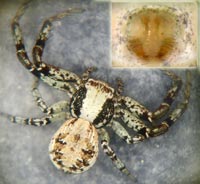 Xysticus audax
