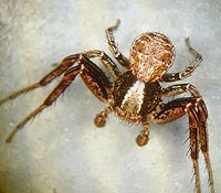Xysticus audax