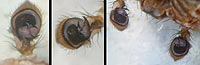 Xysticus audax