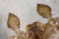Xysticus audax
