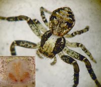 Xysticus audax