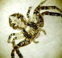 Xysticus audax