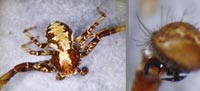Xysticus audax