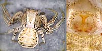 Xysticus audax