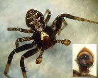 Xysticus audax
