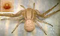 Xysticus bifasciatus